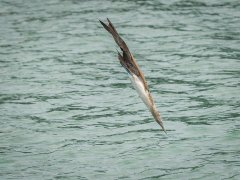 Christine Willis CPAGB BPE3-Poised Blue Footed Boobie-Highly Commended.jpg